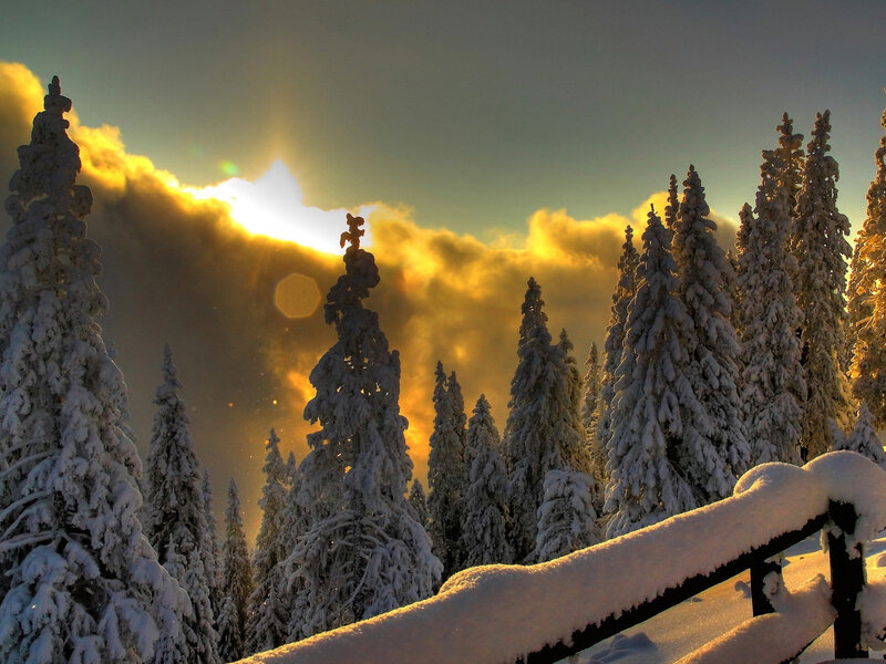 Snow-covered Pine Trees — Yellow, Dramatic