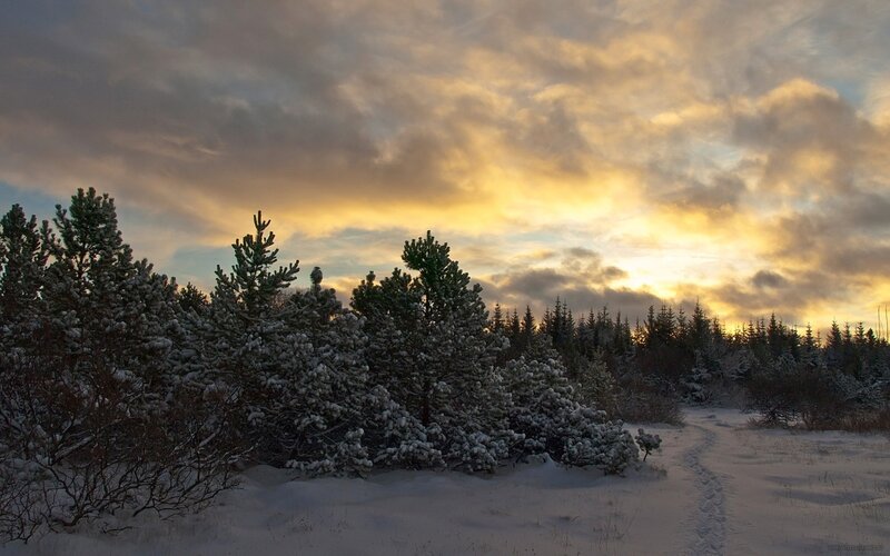 Snow-covered Pine Trees — Yellow, Dramatic, Winter, Photograph, Snow