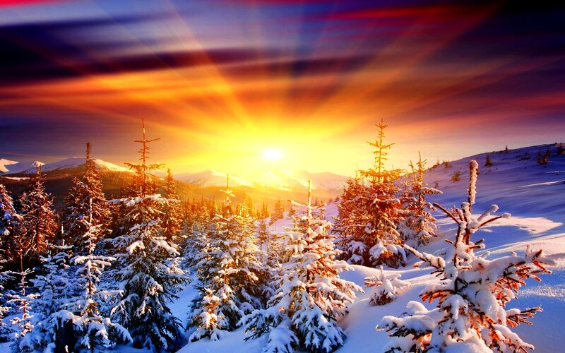 Snow-covered Pine Trees — Yellow, Dramatic, Winter