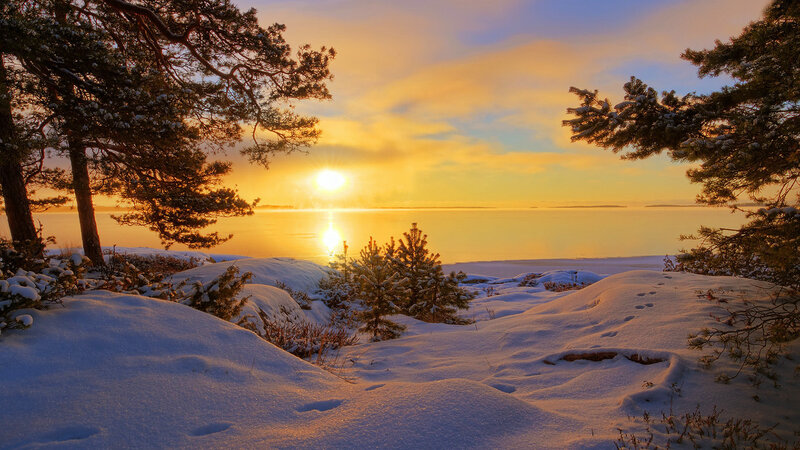 Snow-covered Pine Trees — Yellow, Serene, Sunset, Photograph
