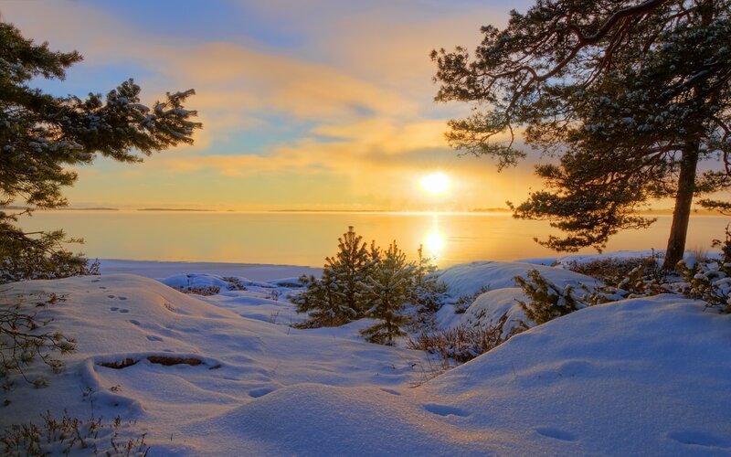 Snow-covered Pine Trees — Yellow, Serene, Sunset