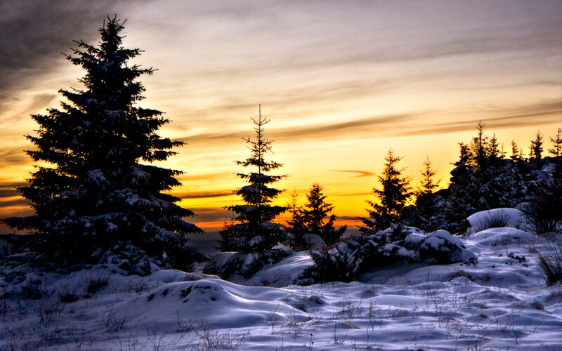 Snow-covered Pine Trees — Yellow, Serene