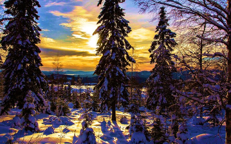 Snow-covered Pine Trees — Yellow, Serene, Winter
