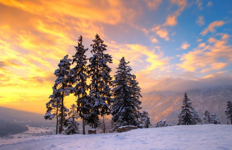 Snow-covered Pine Trees — Yellow