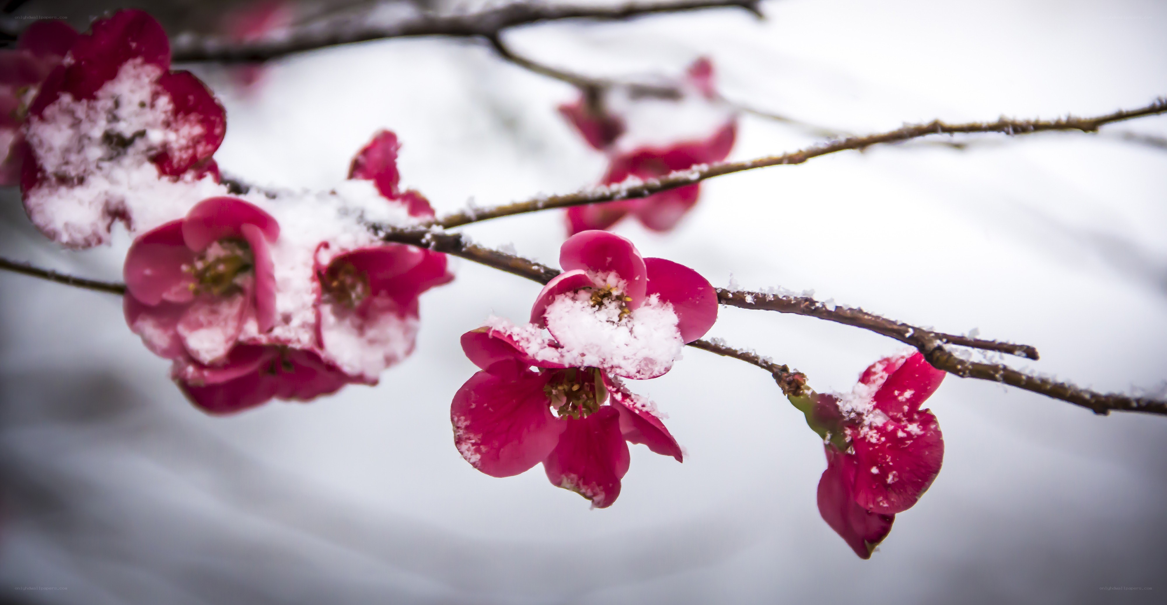 snow-covered pink blossoms