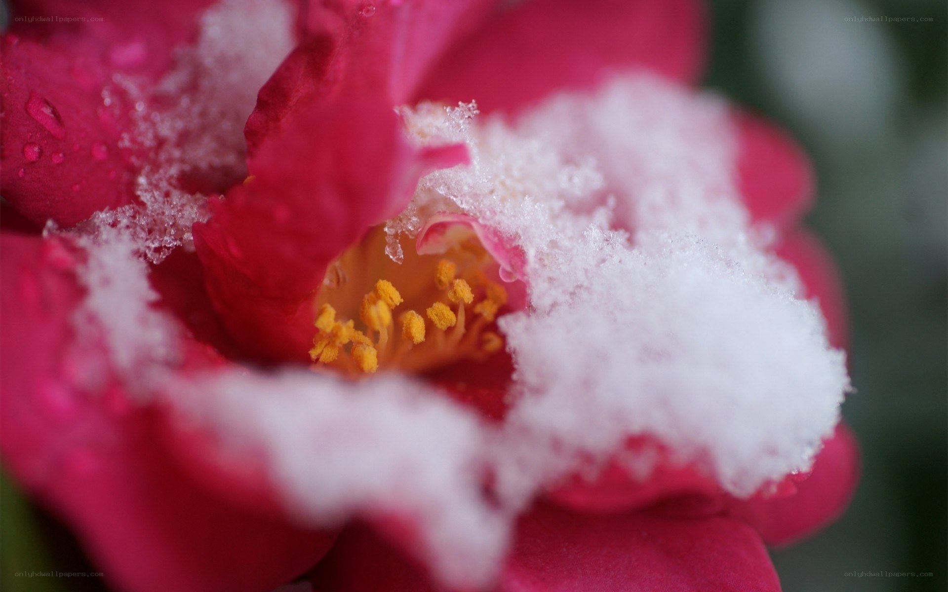 snow-covered pink flower