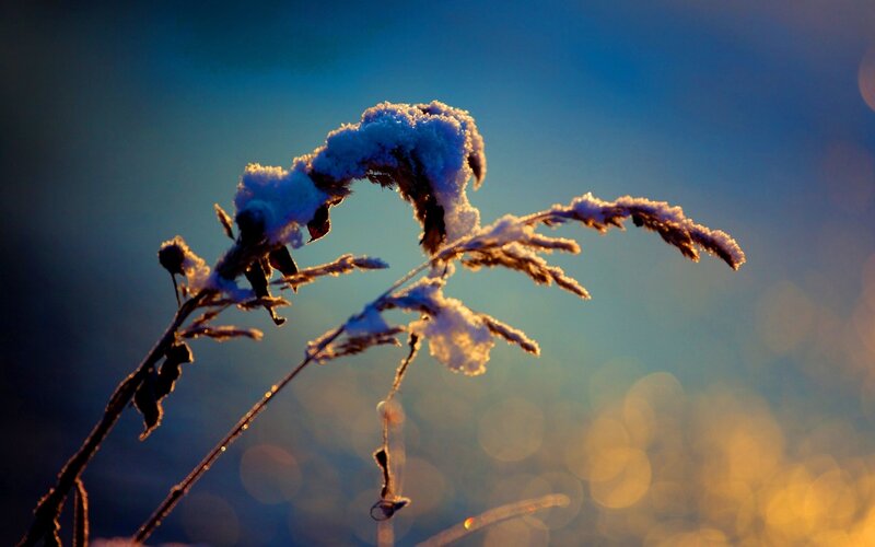 snow-covered plant at sunrise