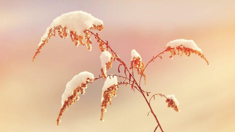 Snow-covered plant at sunset