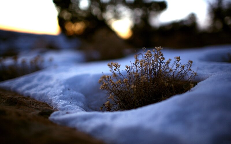 Snow-covered plant at sunset