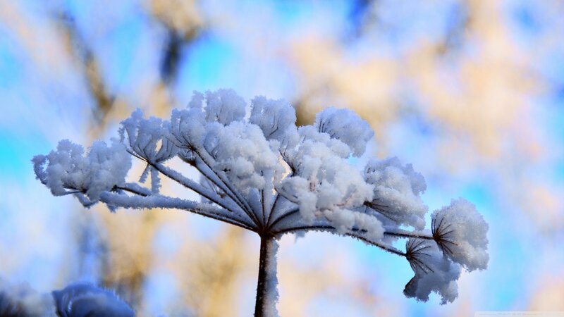 Snow-covered Plant — Blue