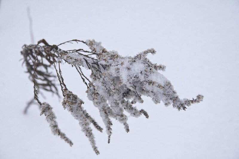 snow-covered plant branch