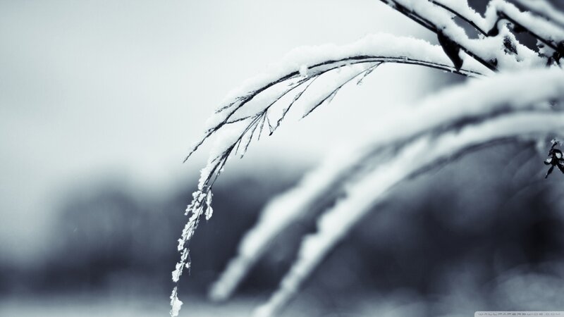 Snow-covered Plant Branch — White
