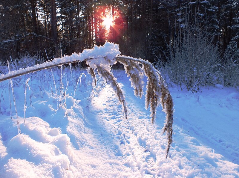 Snow-covered Plant in Forest