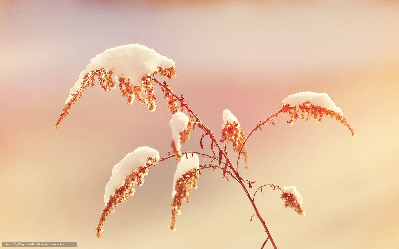 Snow-covered plant in golden light