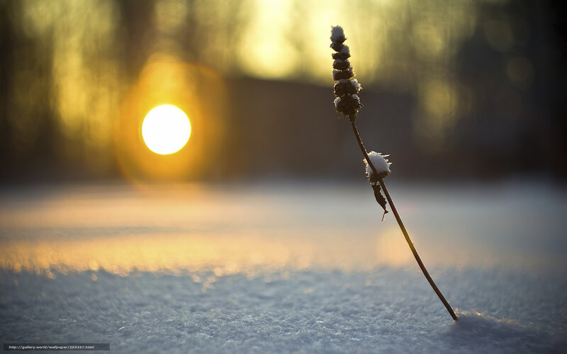 Snow-covered Plant in Snow