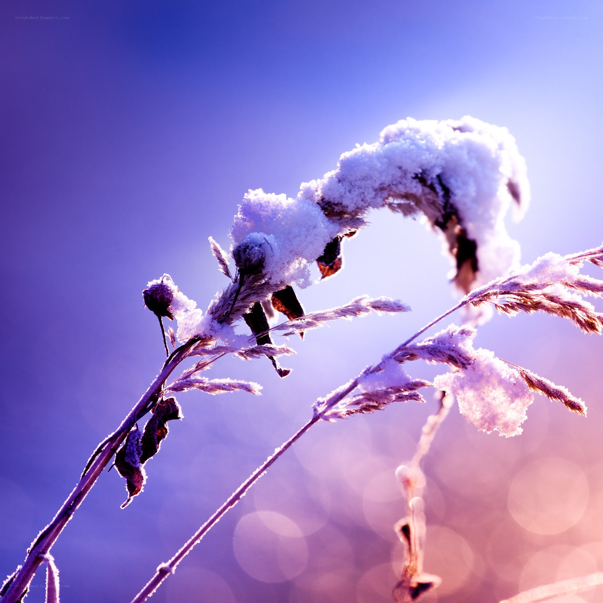Snow-covered plant in sunlight