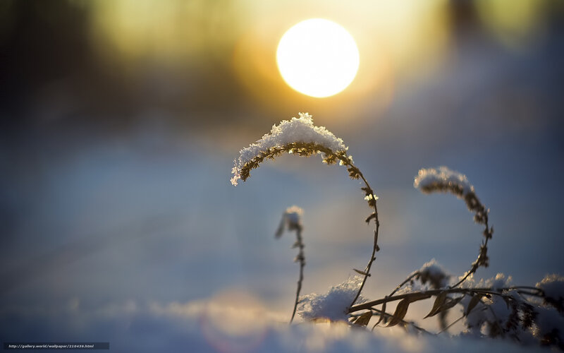 Snow-covered plant in sunlight