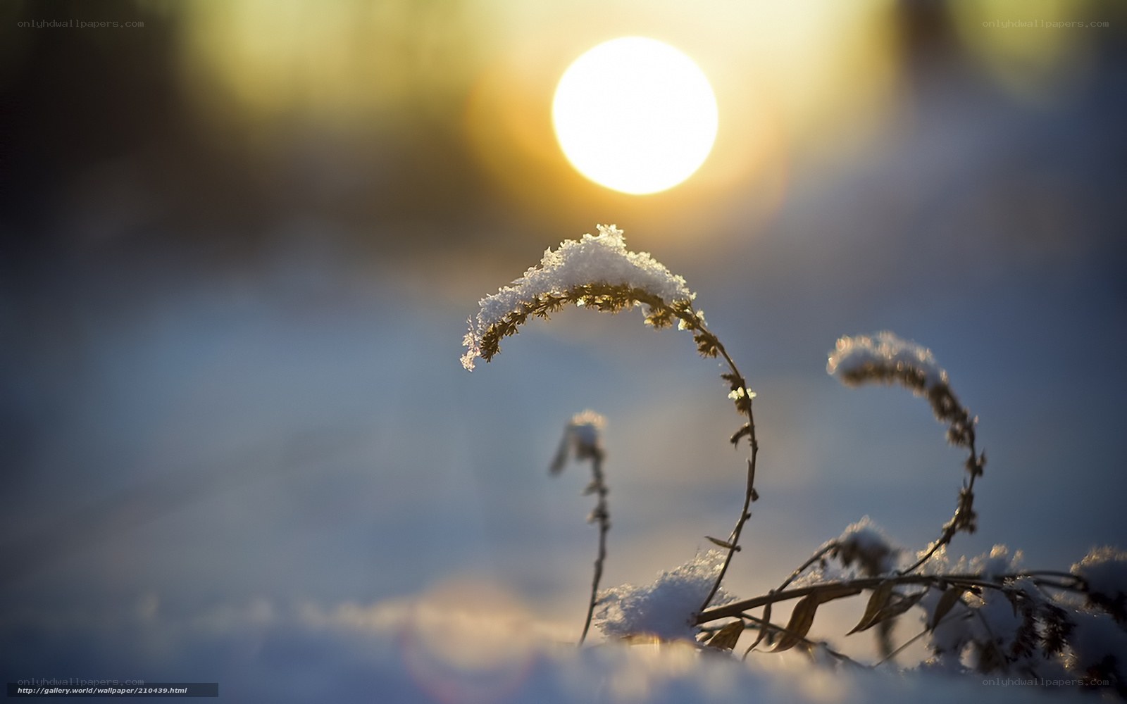 Snow-covered plant in sunlight
