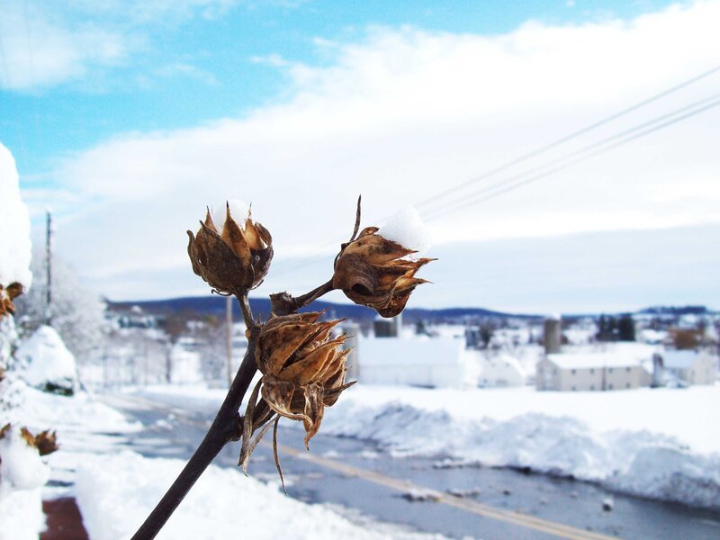 snow-covered plant in winter