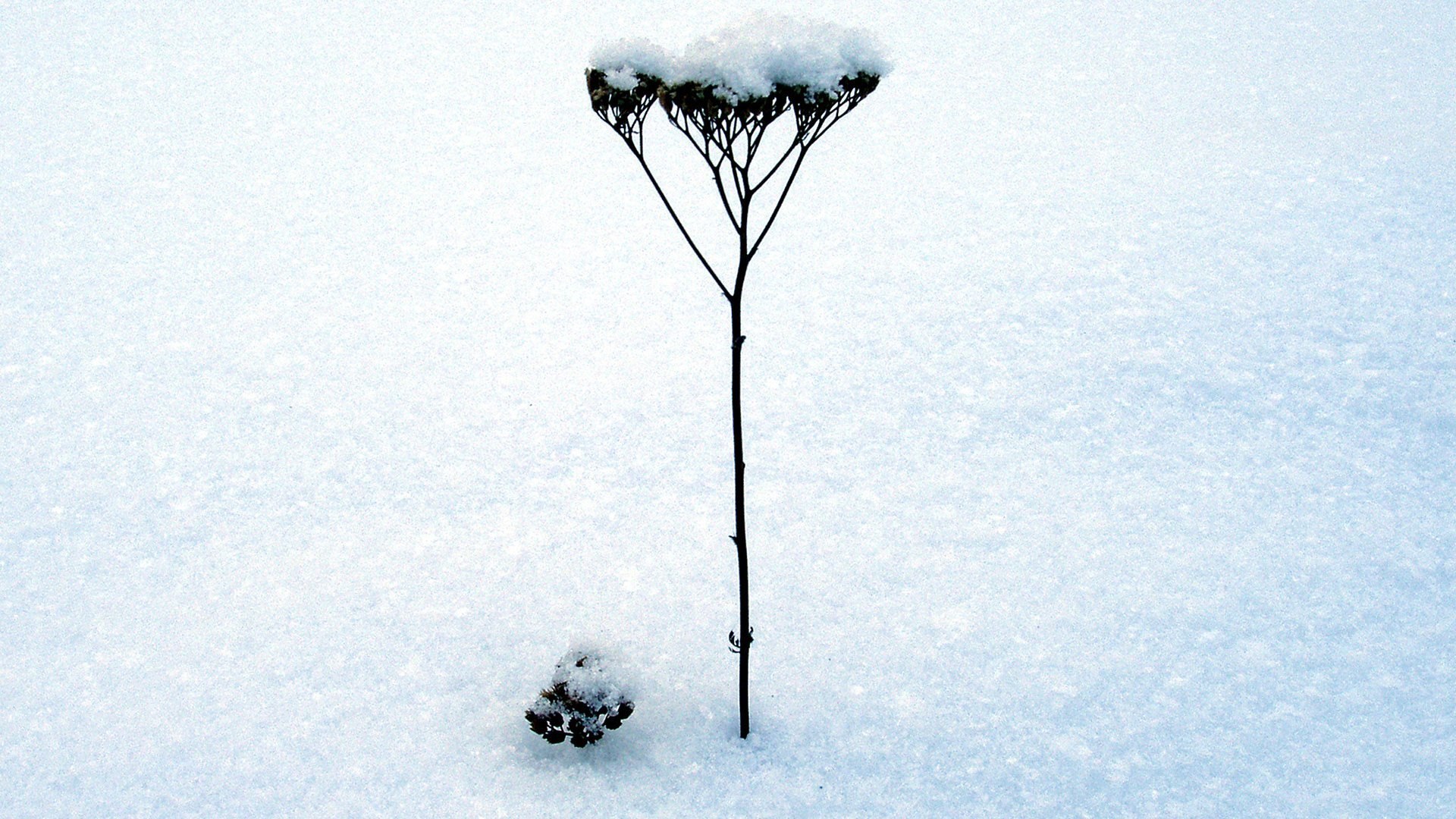 Snow-covered plant in winter