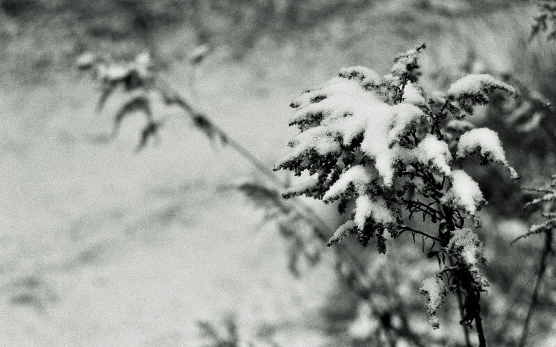 snow-covered plant in winter