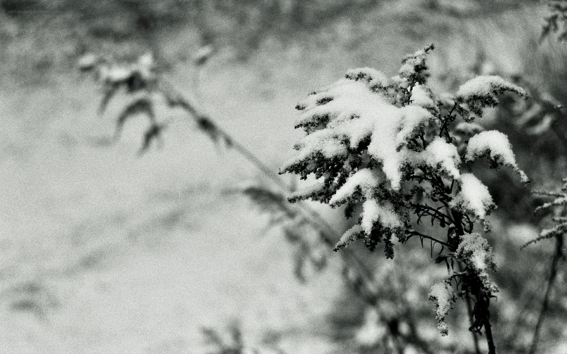 snow-covered plant in winter