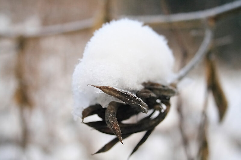 Snow-covered plant in winter