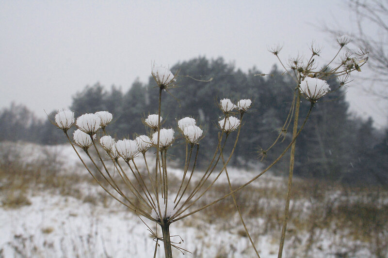 Snow-covered plant in winter