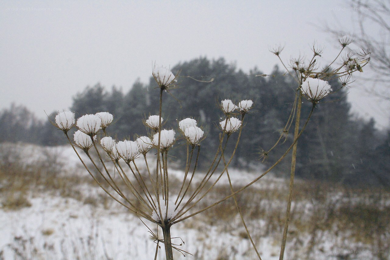 Snow-covered plant in winter
