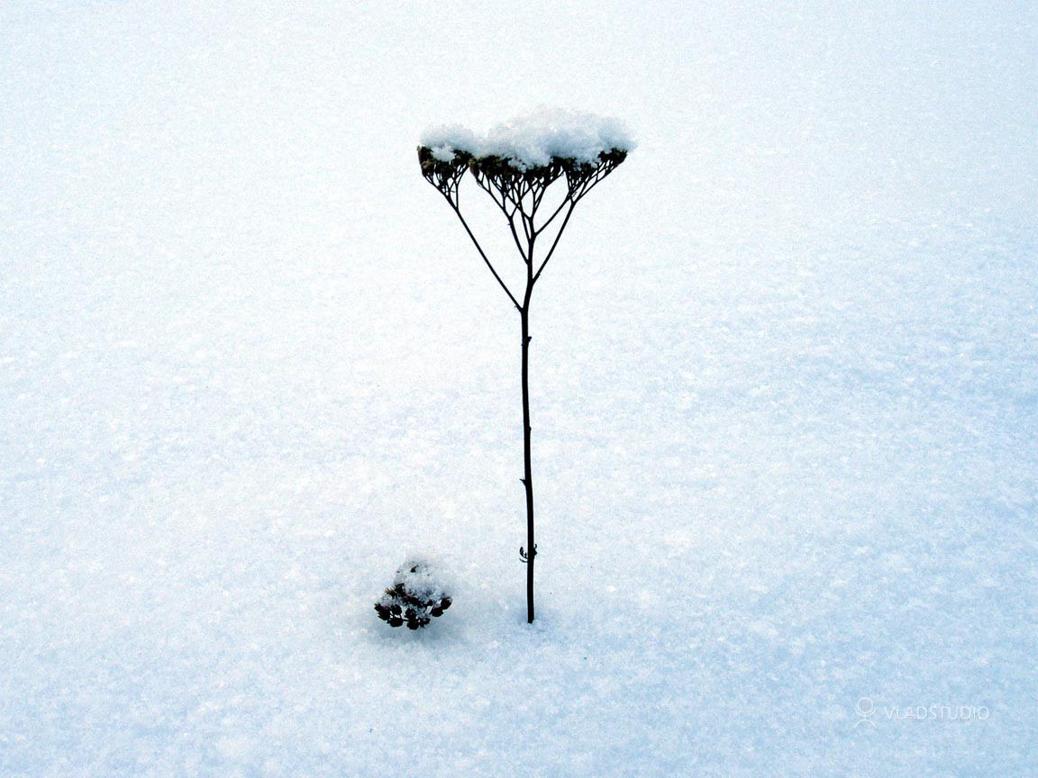 Snow-covered plant in winter