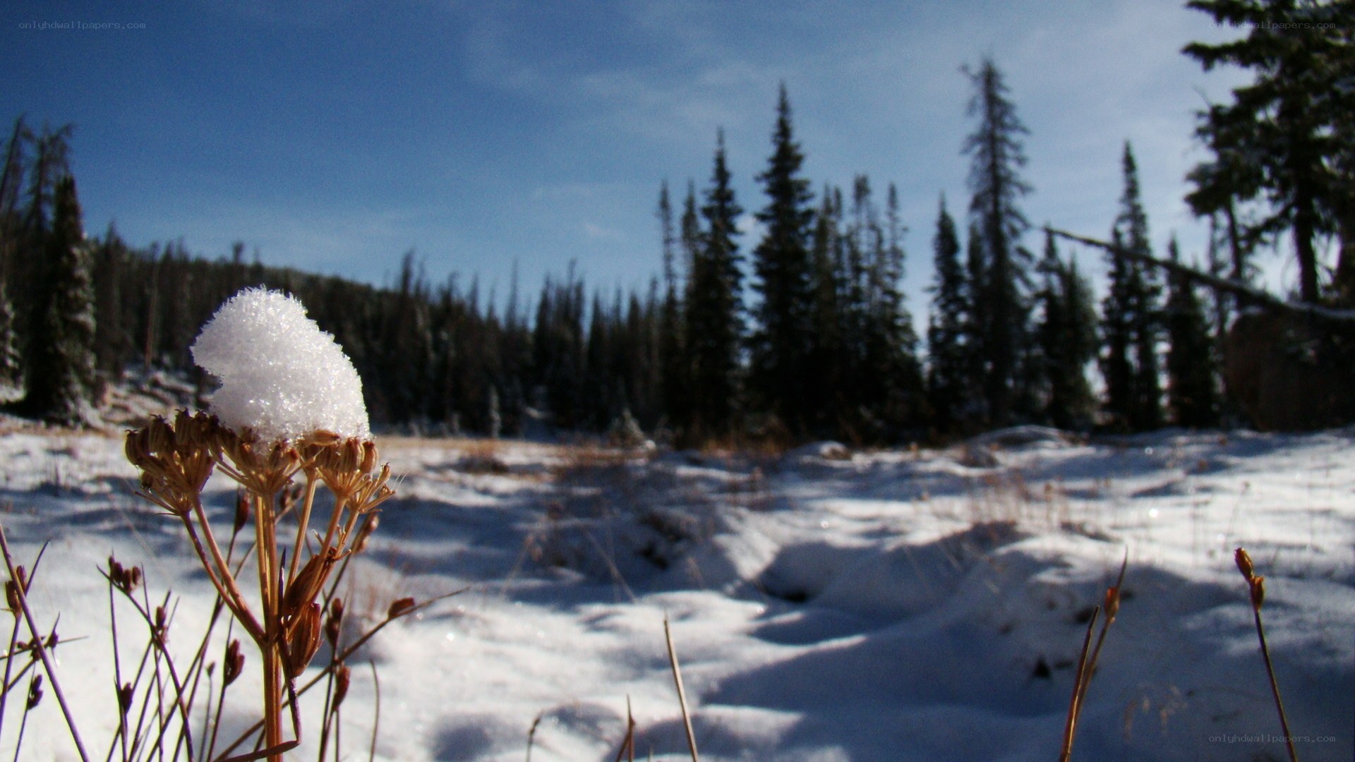 Snow-covered plant in winter forest