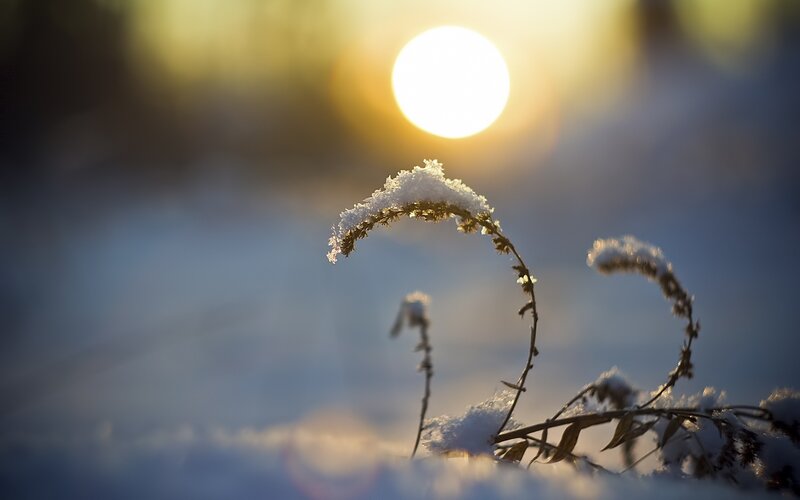 Snow-covered Plant in Winter — White, Serene
