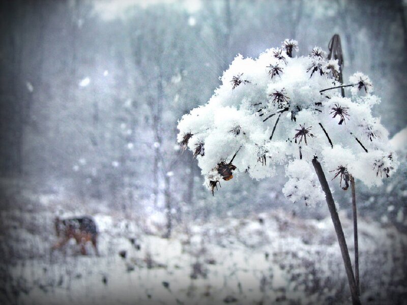 Snow-covered Plant in Winter — White