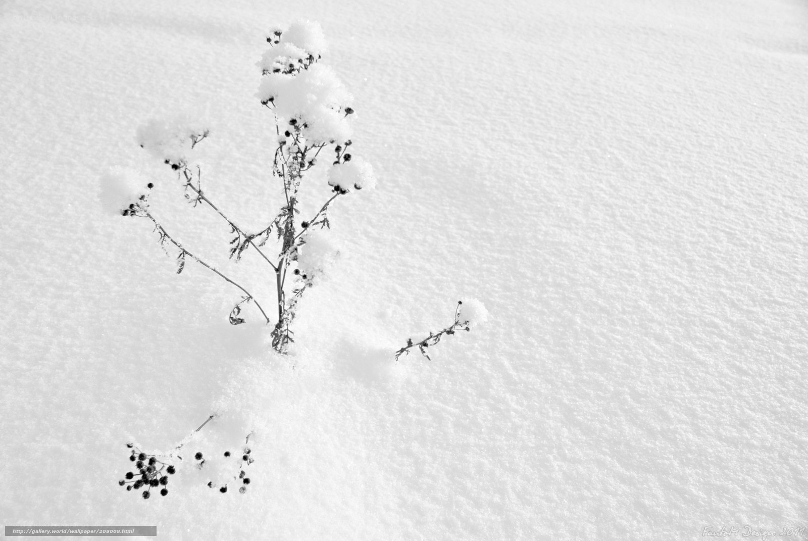 Snow-covered plant in winter