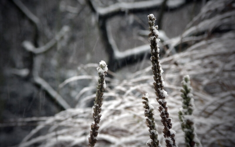 Snow-covered Plant Stalks