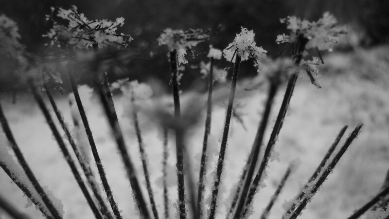 Snow-covered Plant Stems — Black