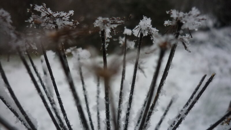 Snow-covered plant stems