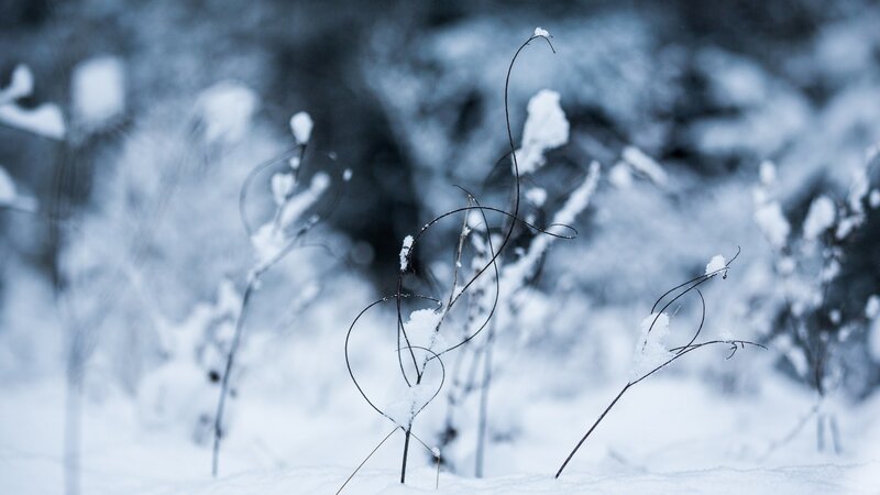 Snow-covered Plant Stems — White, Cold