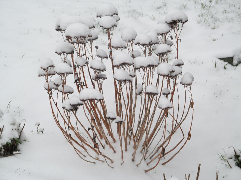 Snow-covered Plant Stems — White
