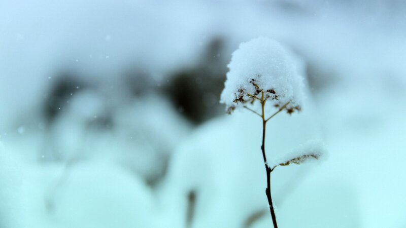 Snow-covered Plant — White, Calm