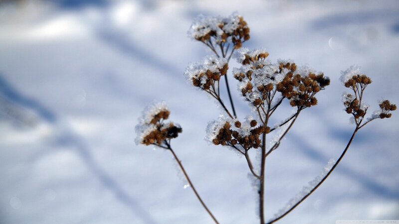 Snow-covered Plant — White