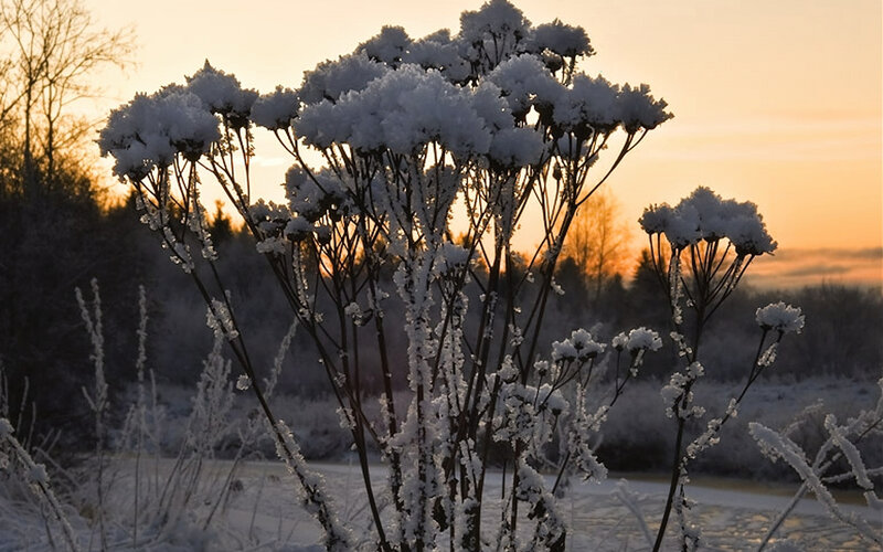 Snow-covered Plants at Sunrise