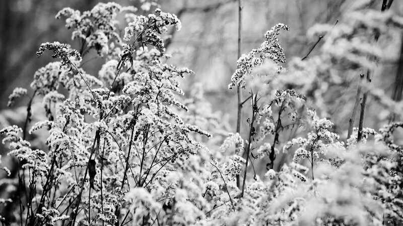 Snow-covered Plants — Black