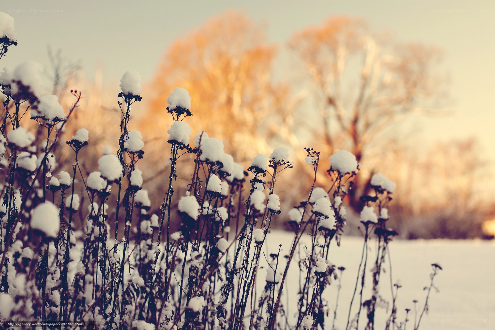 Snow-covered plants in winter