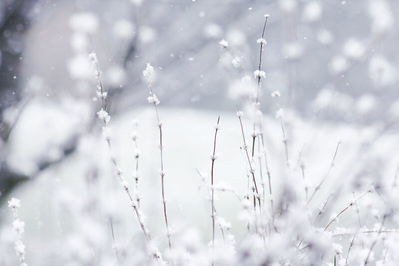 Snow-covered plants in winter