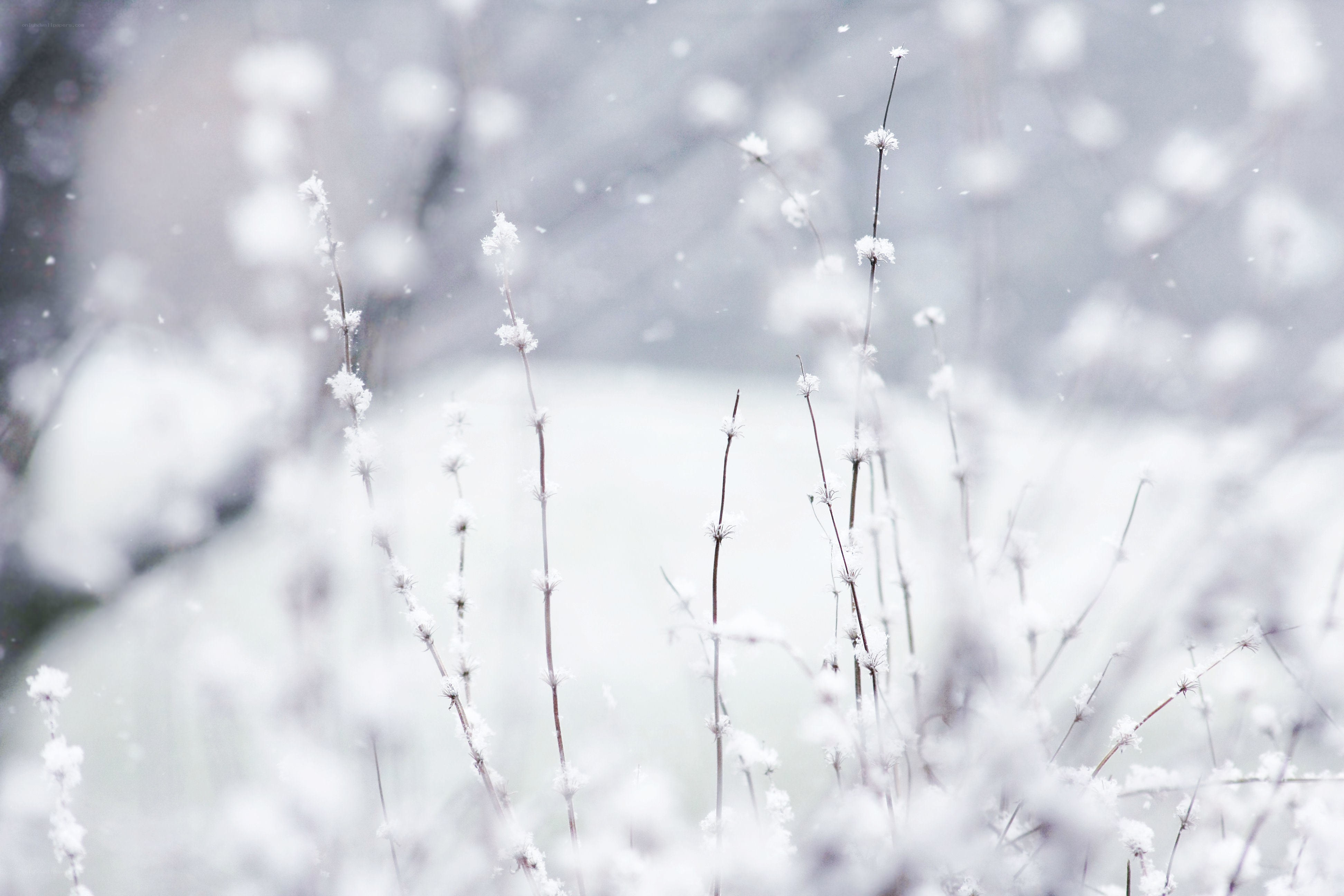 Snow-covered plants in winter