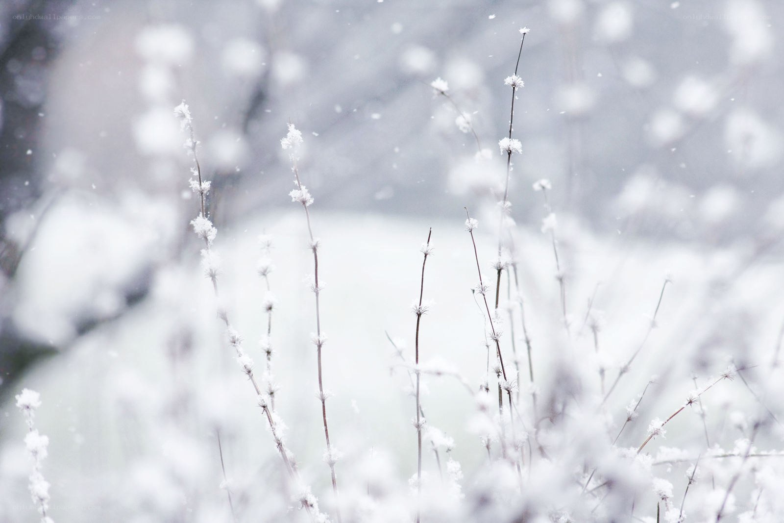 Snow-covered plants in winter