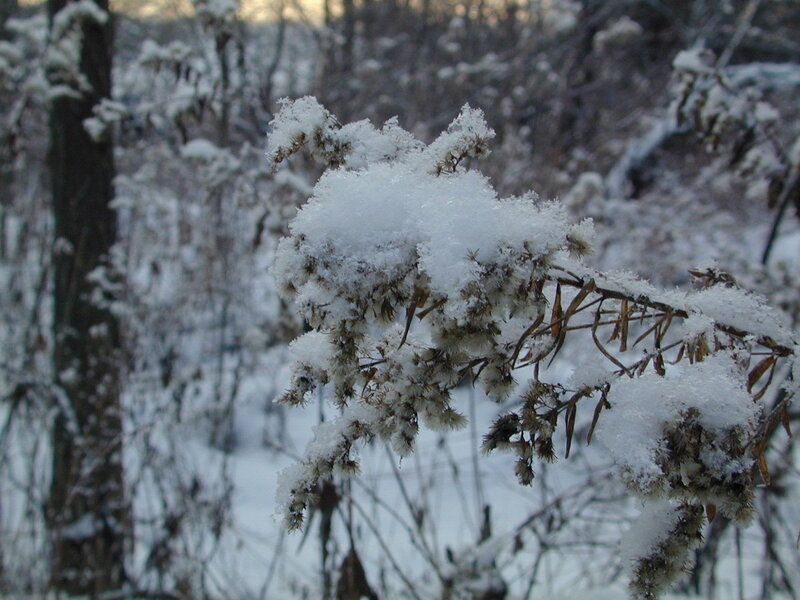 Snow-covered plants in winter