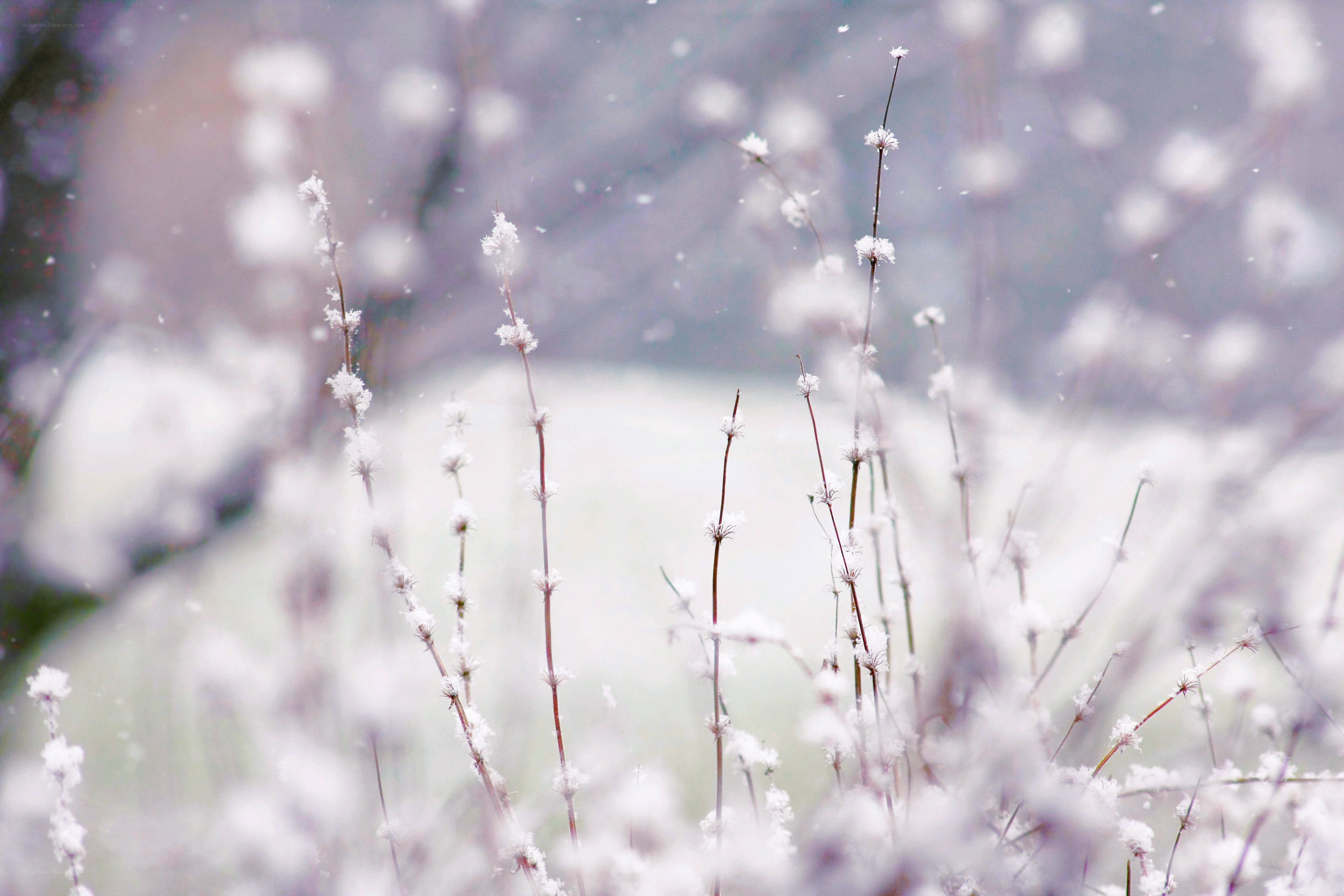 Snow-covered plants in winter