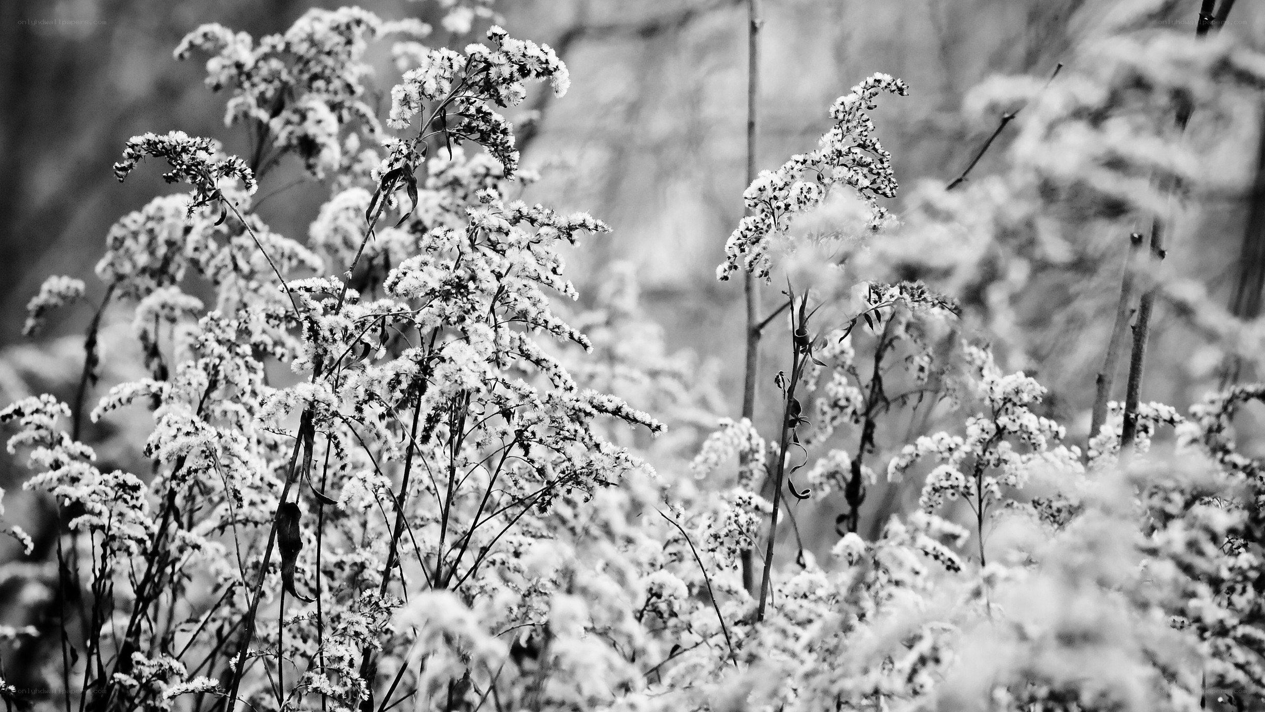 snow-covered plants in winter